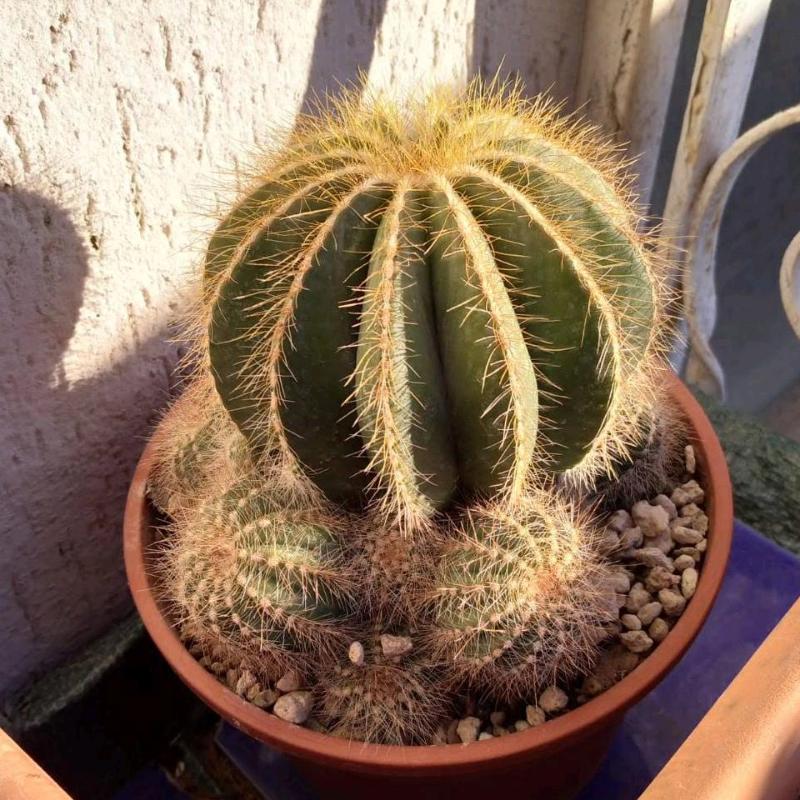 Notocactus_magnificus.jpg